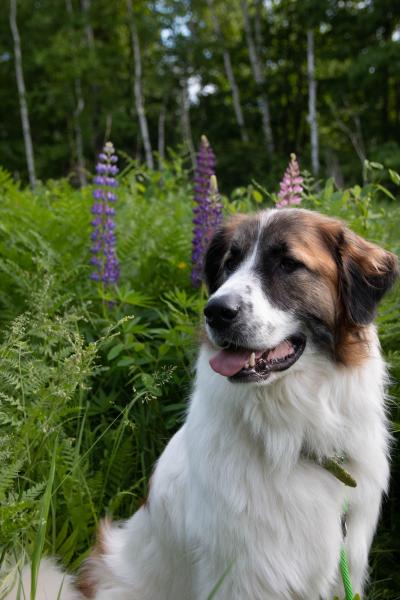 Monte the dog outside in front of some plants and flowers